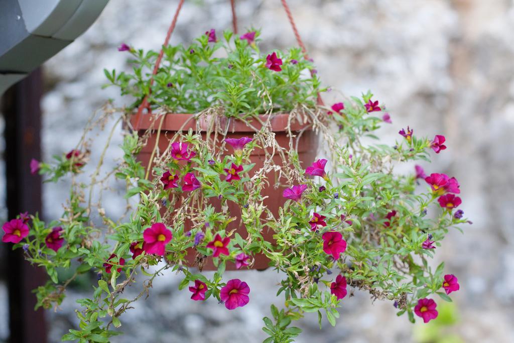 Guesthouse Hortenzija Μόσταρ Εξωτερικό φωτογραφία